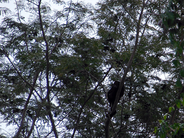 Female howler monkey with babies nearby