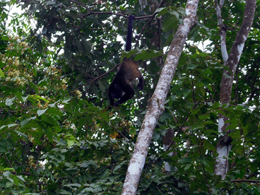 Howler monkey hanging by its tail eating flowers from the tree below