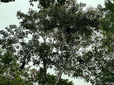 3 howler monkeys in the trees overlooking the pool at Casa Bellamar