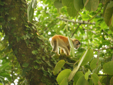 A titi monkey in the jungle below Casa Bellamar 