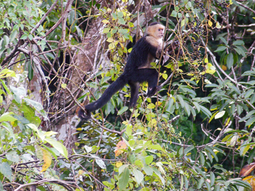 A white faced monkey in the trees overlooking the pool at Casa Bellamar