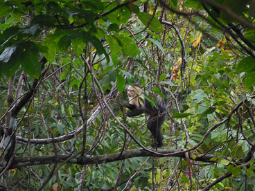 A white faced monkey in the trees overlooking the pool at Casa Bellamar